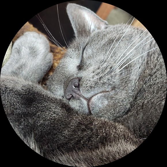 greycatshoppe